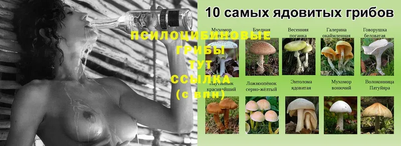 Псилоцибиновые грибы Psilocybe  Ачинск 